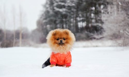 Dog wearing a winter jacket in the snow