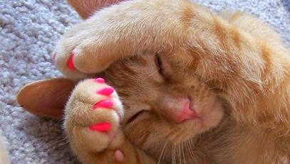 soft paws kitty nails1