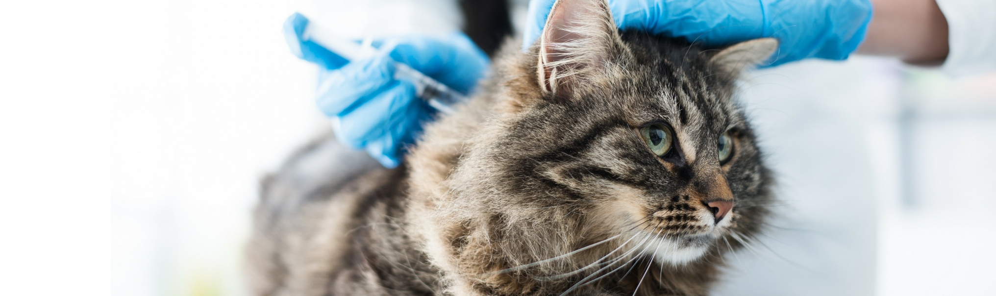 Cat Vaccinations Feline Shots Treatments Coxwell Animal Clinic
