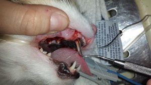 Veterinarian using a probe to assess pockets around the root of the pet&#39;s tooth