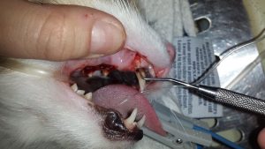 Veterinarian using a probe to assess a deep pocket around the upper canine of the pet&#39;s mouth