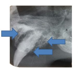 X-ray of pet's tooth
