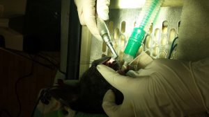 Veterinarian using a polisher with polish paste to aid in smoothing the surface of pet&#39;s teeth