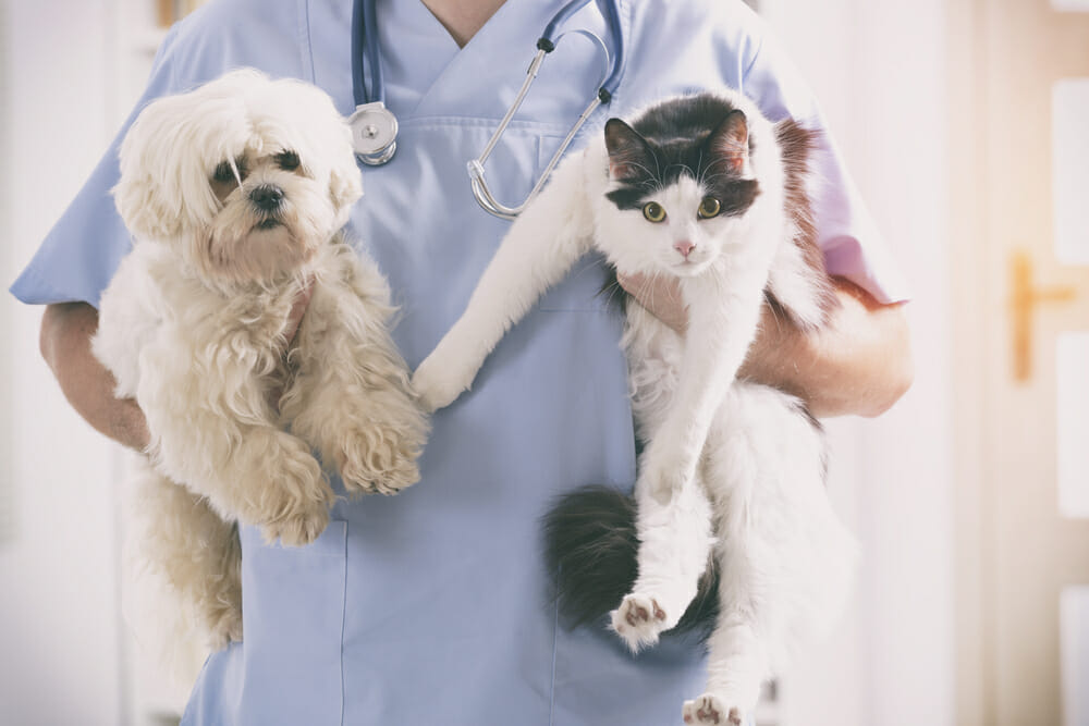 Veterinarian holding a dog and a cat